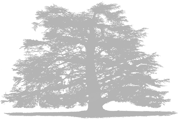 A white tree, the logo of Brockwood Park School
